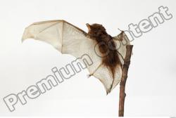 European Bat - Barbastella barbastellus